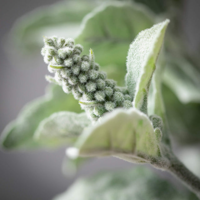 29.5" Lamb's Ear Spray