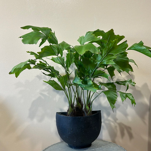Fish Tail Palm Tree Potted