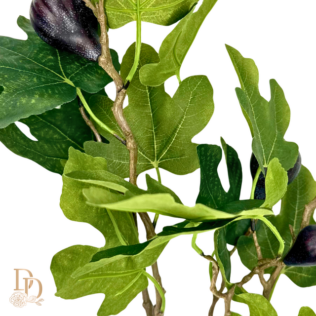 34" Mission Fig Branch