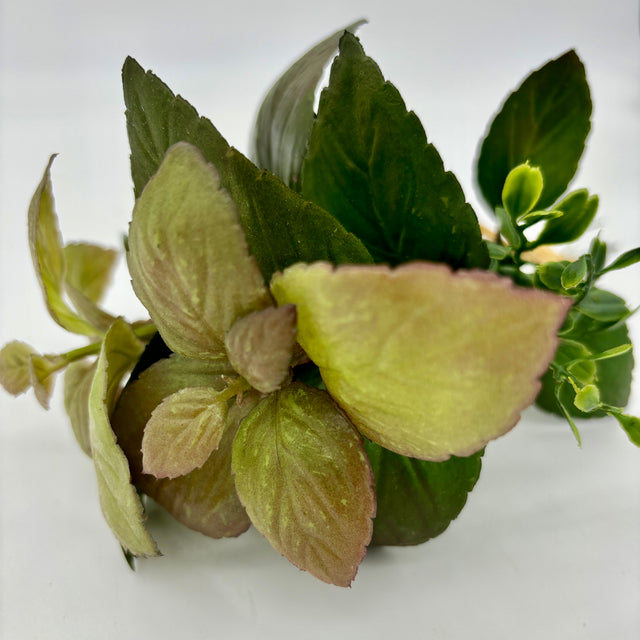 11" Basil/Herb Bundle