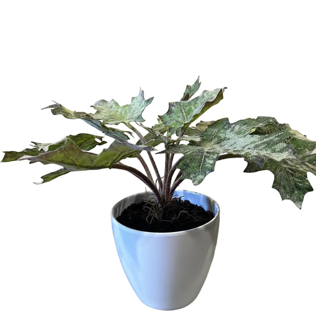 Star Begonia Leaves Potted