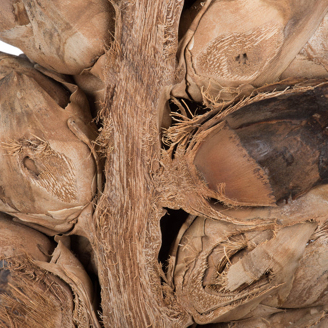 26-28" Natural Giant Seed Pod Half