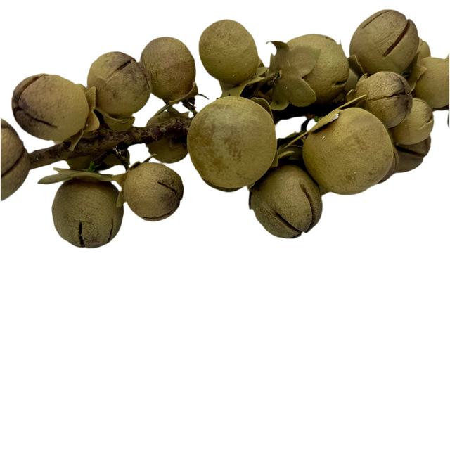 Date Palm Fruit Stem