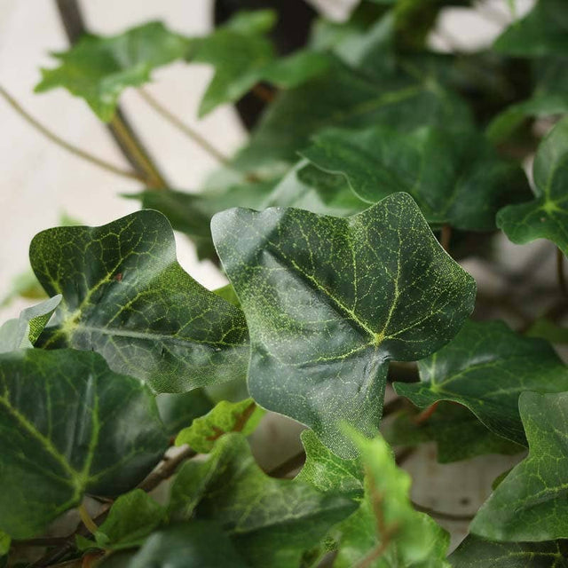 30" English Ivy Bush