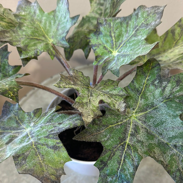 Star Begonia Leaves Potted