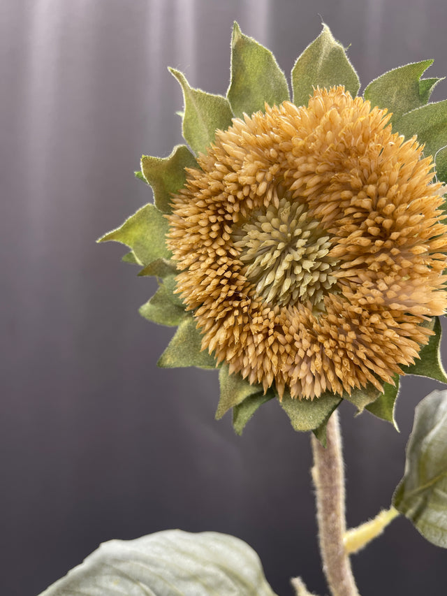 17" Dried Sunflower Bud