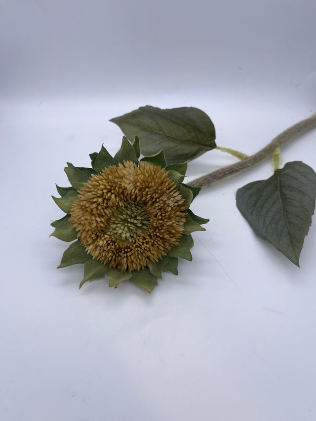 17" Dried Sunflower Bud