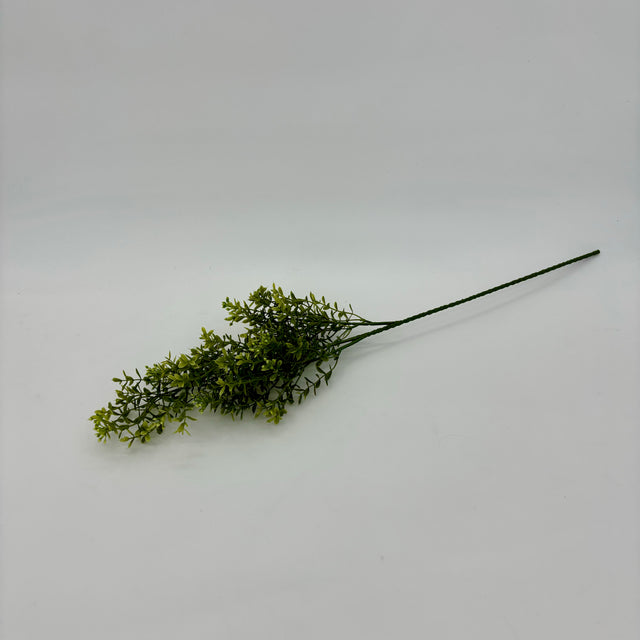 Mini Boxwood Bush Light Green
