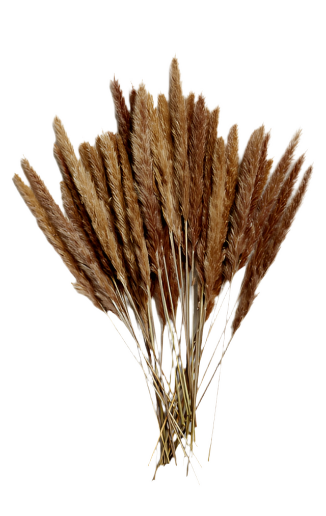 26" Natural Pampas Grass Bundle - Brown
