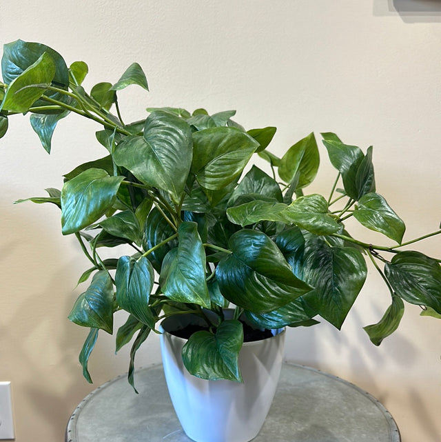 Philodendron Green Potted in White Pot