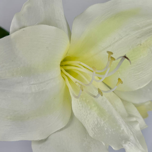17" White Star Amaryllis Stem