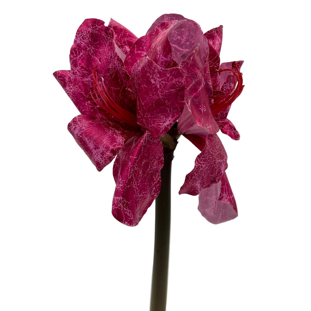 21" Metallic Hot Pink Fantasy Amaryllis Stem