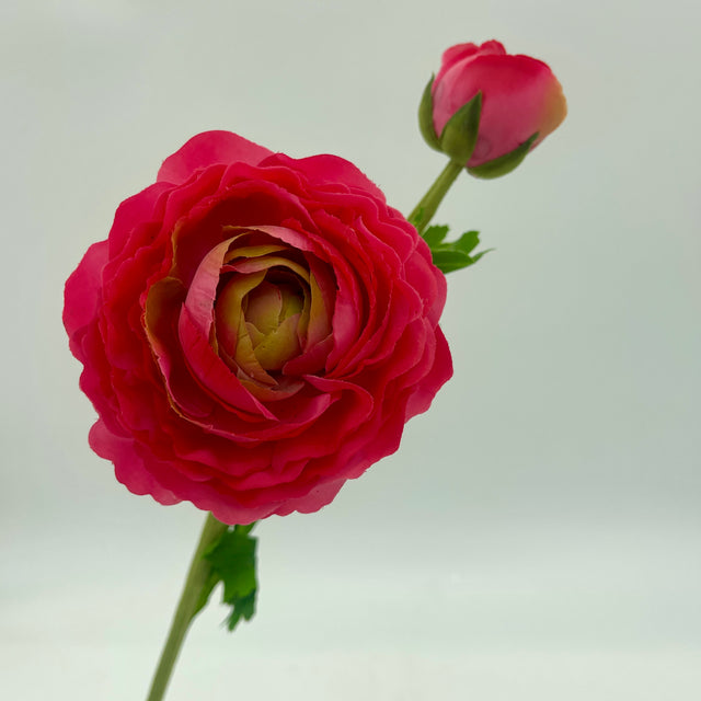 23” Just Cut Ranunculus Bloom & Bud | Hot Pink