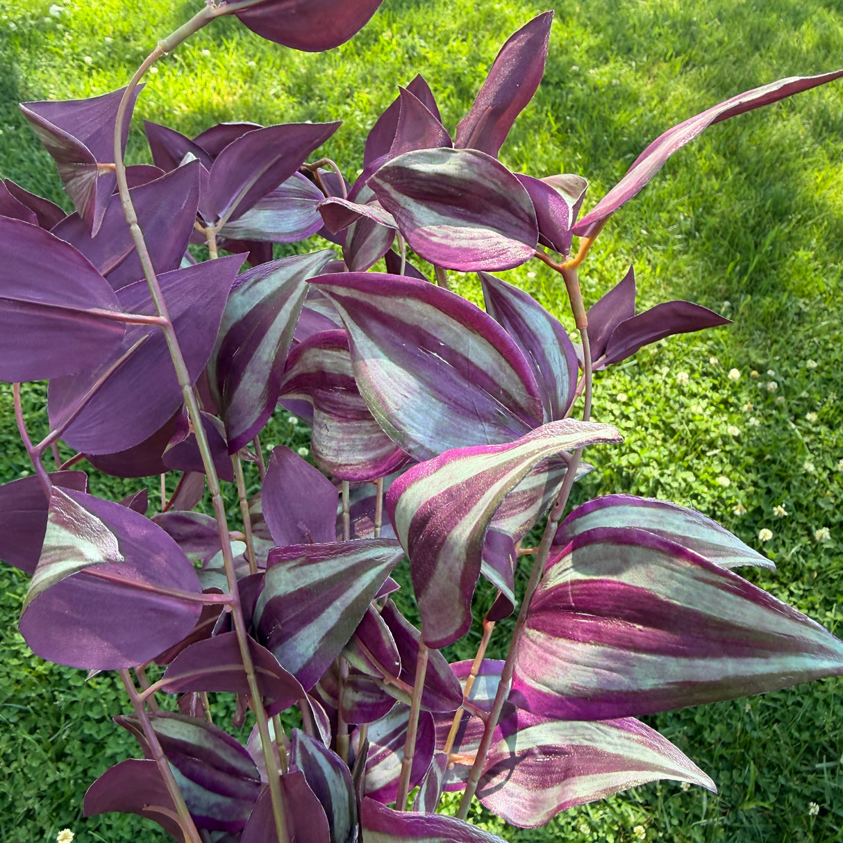 19" UV Tradescantia Bush