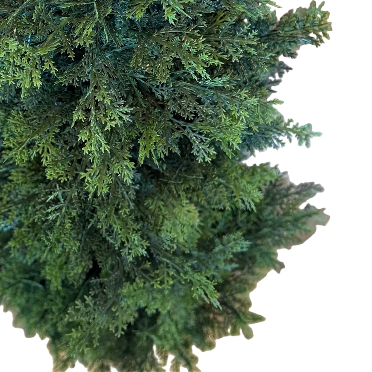 48" Potted Arborvitae Tree | UV Protected