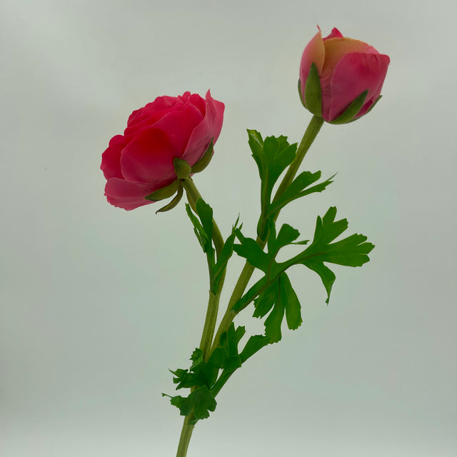 23” Just Cut Ranunculus Bloom & Bud | Hot Pink