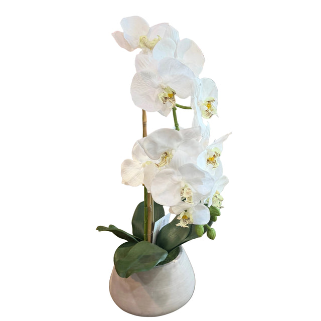 24" Natural Touch Phaleanopsis Orchid in Cement Pot White