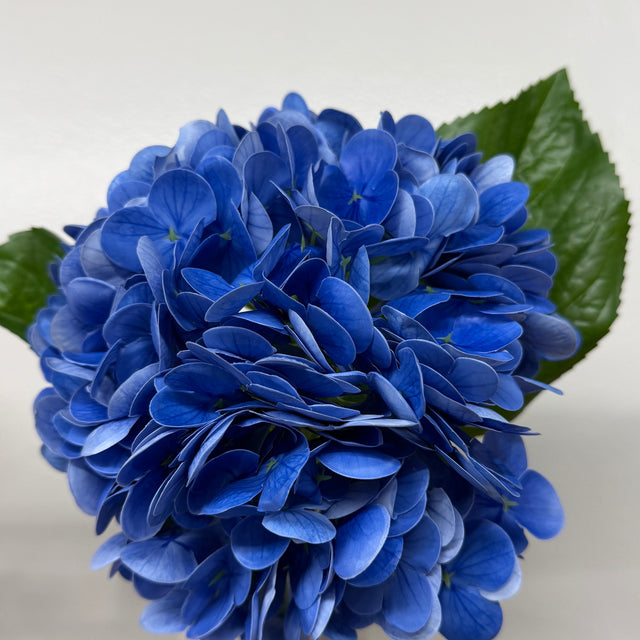20" Blue Natural Touch Hydrangea