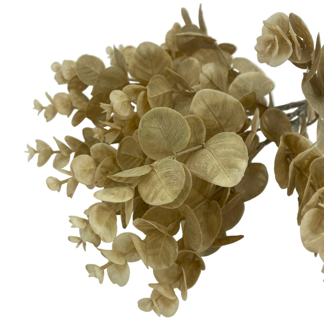 Tan Eucalyptus Bush, additional view