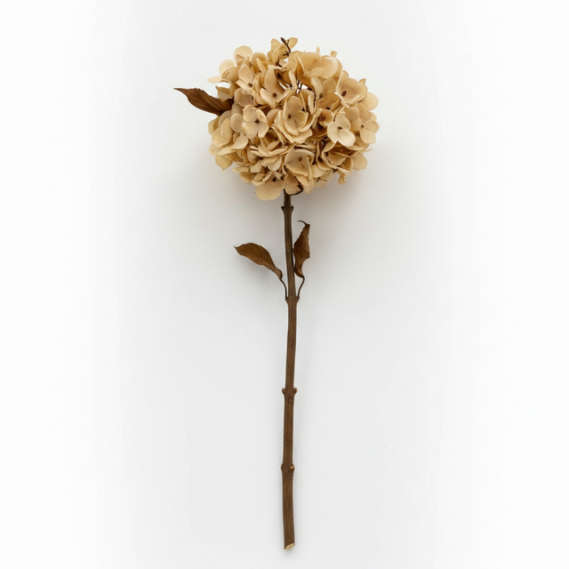 14" Cream Hydrangea Stem
