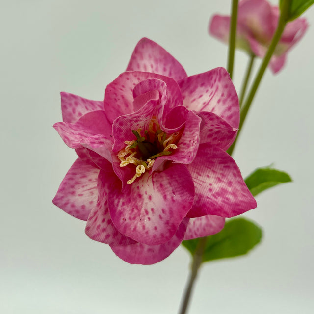 24" Just Cut Helleborus x 5 Blooms & Buds | Rose Pink