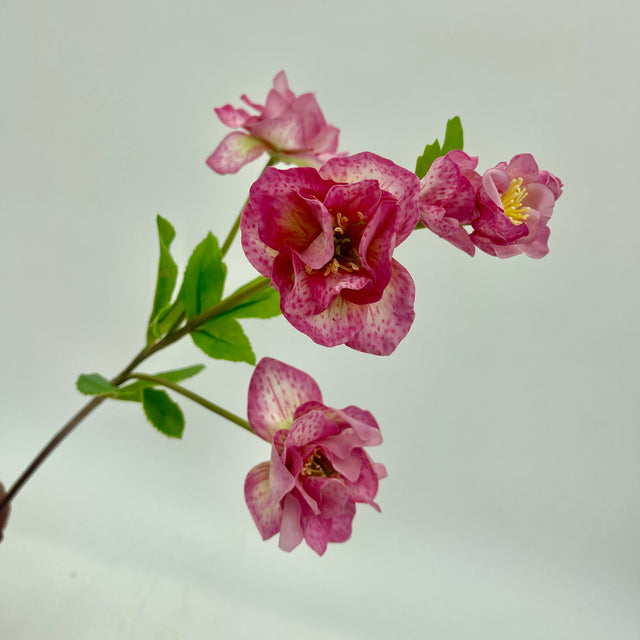 24" Just Cut Helleborus x 5 Blooms & Buds | Rose Pink
