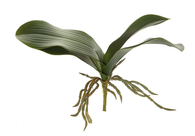 11" PE Phaleanopsis Foliage