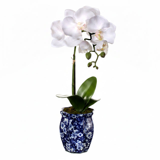 16" Potted Phaleanopsis Orchid in Ming Pot