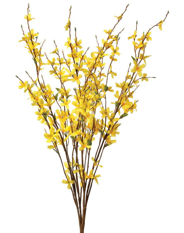 30" Yellow Forsythia Bush