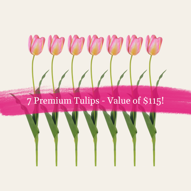 7-Dutch Tulip Bundle