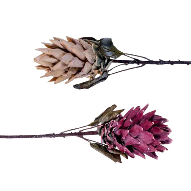 Dried artificial protea stems in cream and light red on a beige background with text indicating product details.