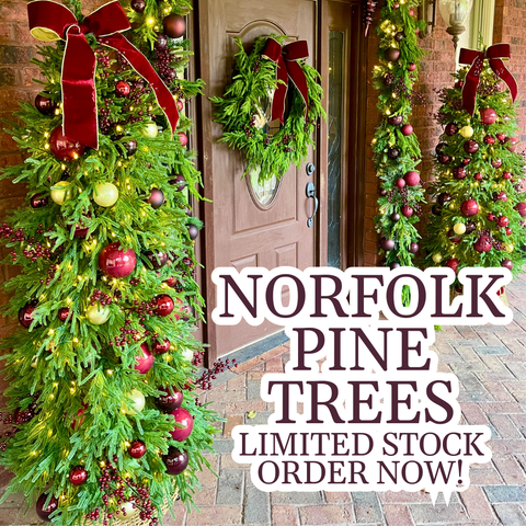 Norfolk Pine Christmas Trees