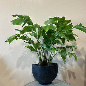 Fish Tail Palm Tree Potted
