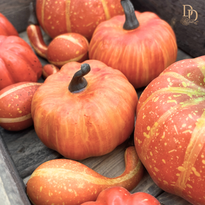 3" Mixed Harvest Pumpkin Gourds | Bag of 12