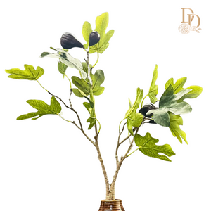 34" Mission Fig Branch