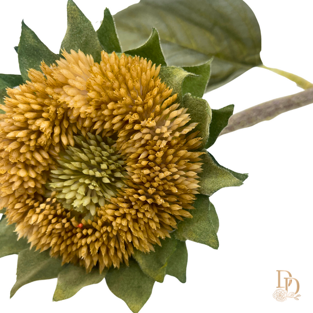 17" Dried Sunflower Bud