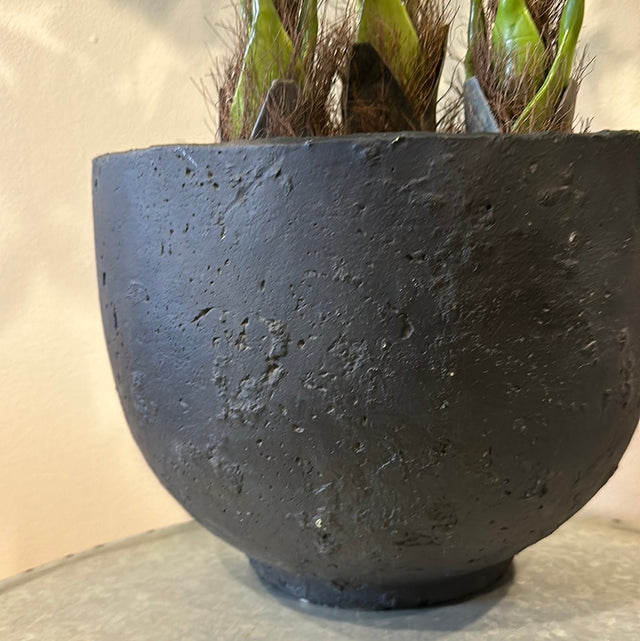 Fish Tail Palm Tree Potted