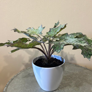 Star Begonia Leaves Potted