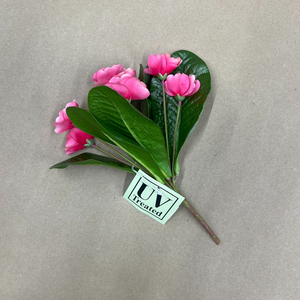 8" African Violet Plant | UV Treated | Lavender Pink Purple