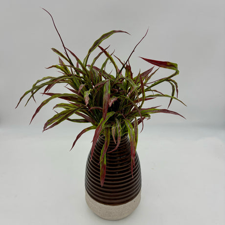 Red/Green Flat Grass Bush, additional view