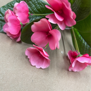 8" African Violet Plant | UV Treated | Lavender Pink Purple