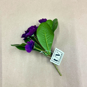 8" African Violet Plant | UV Treated | Lavender Pink Purple