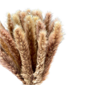 26" Natural Pampas Grass Bundle - Brown