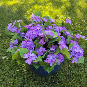 Outdoor Hydrangeas 2-Bush Bundle | White or Purple | UV Treated