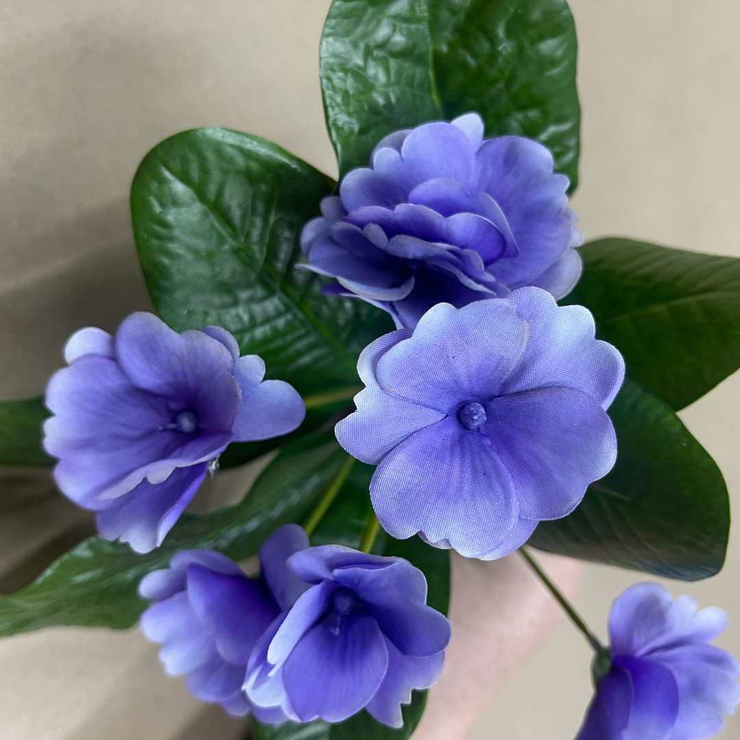 8" African Violet Plant | UV Treated | Lavender Pink Purple