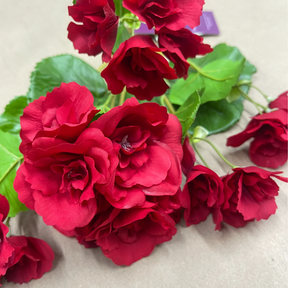 Summer Reiger Begonia Plant, UV Treated, Red or Yellow, additional view