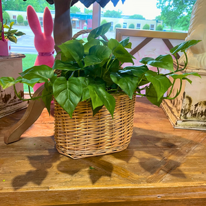 19" Philodendron Plant Bush UV Protected