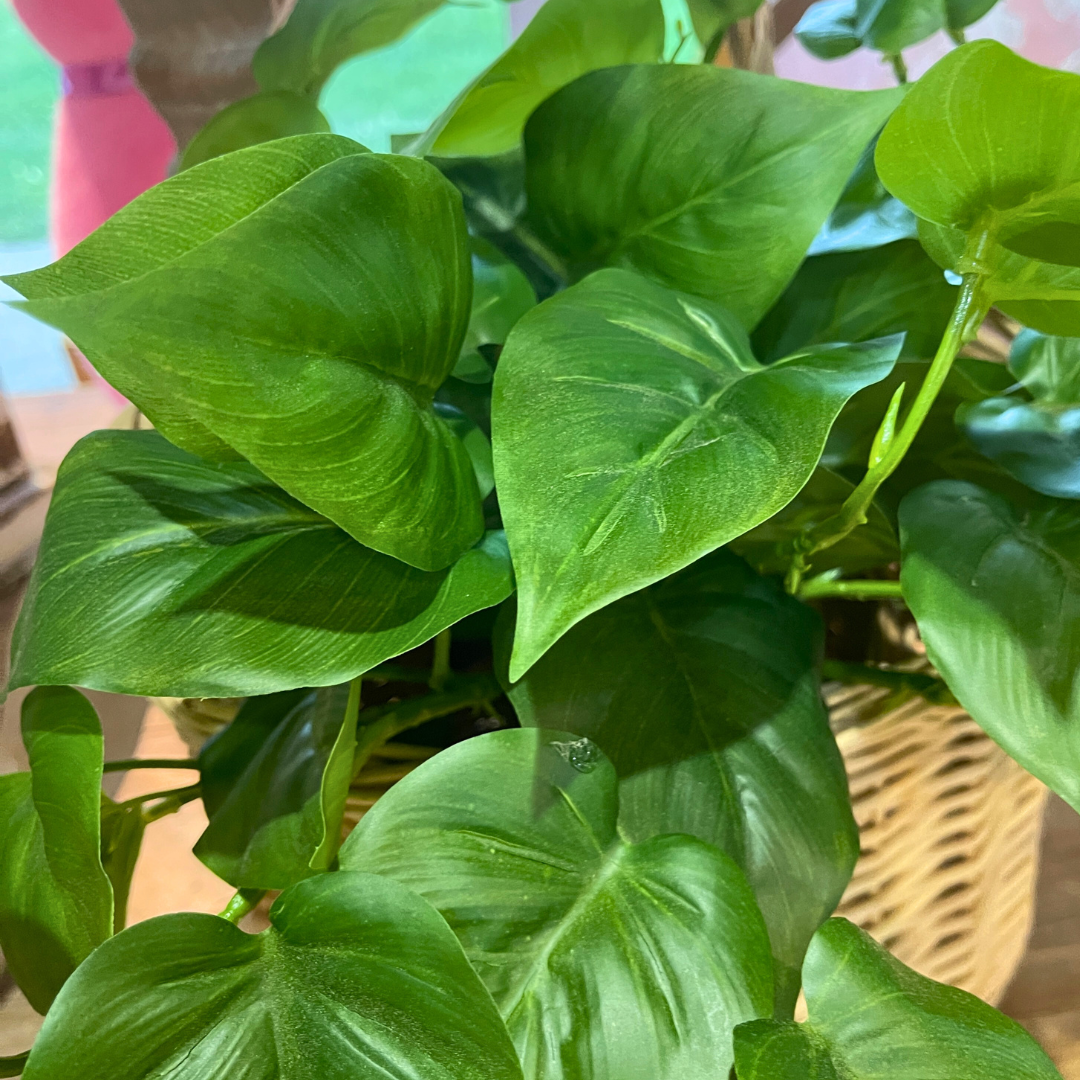 19" Philodendron Plant Bush UV Protected