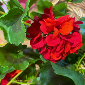 UV-Protected Natural Touch Geranium Bush – Multiple Colors