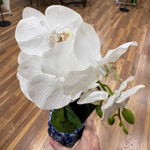 16" Potted Phaleanopsis Orchid in Ming Pot